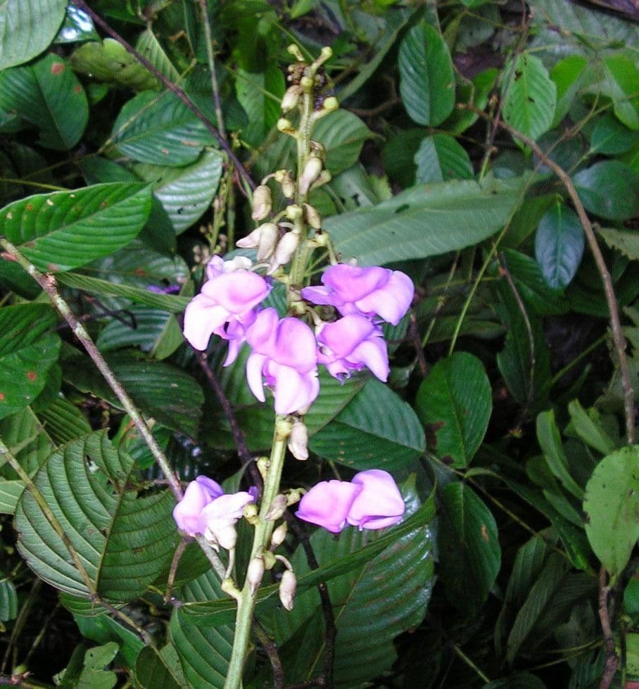 Macropsychanthus 7