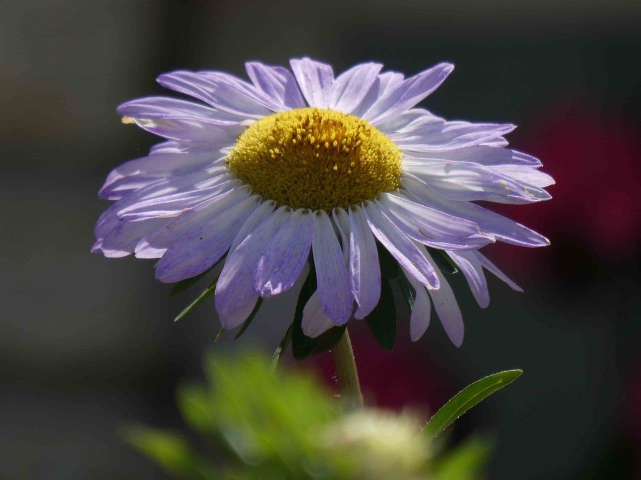 Erigeron 6