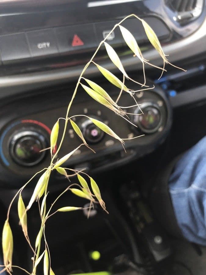 Avena strigosa 3