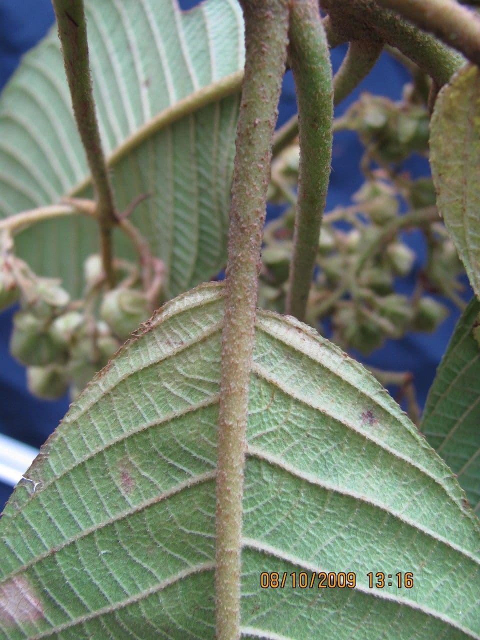 Saurauia 14