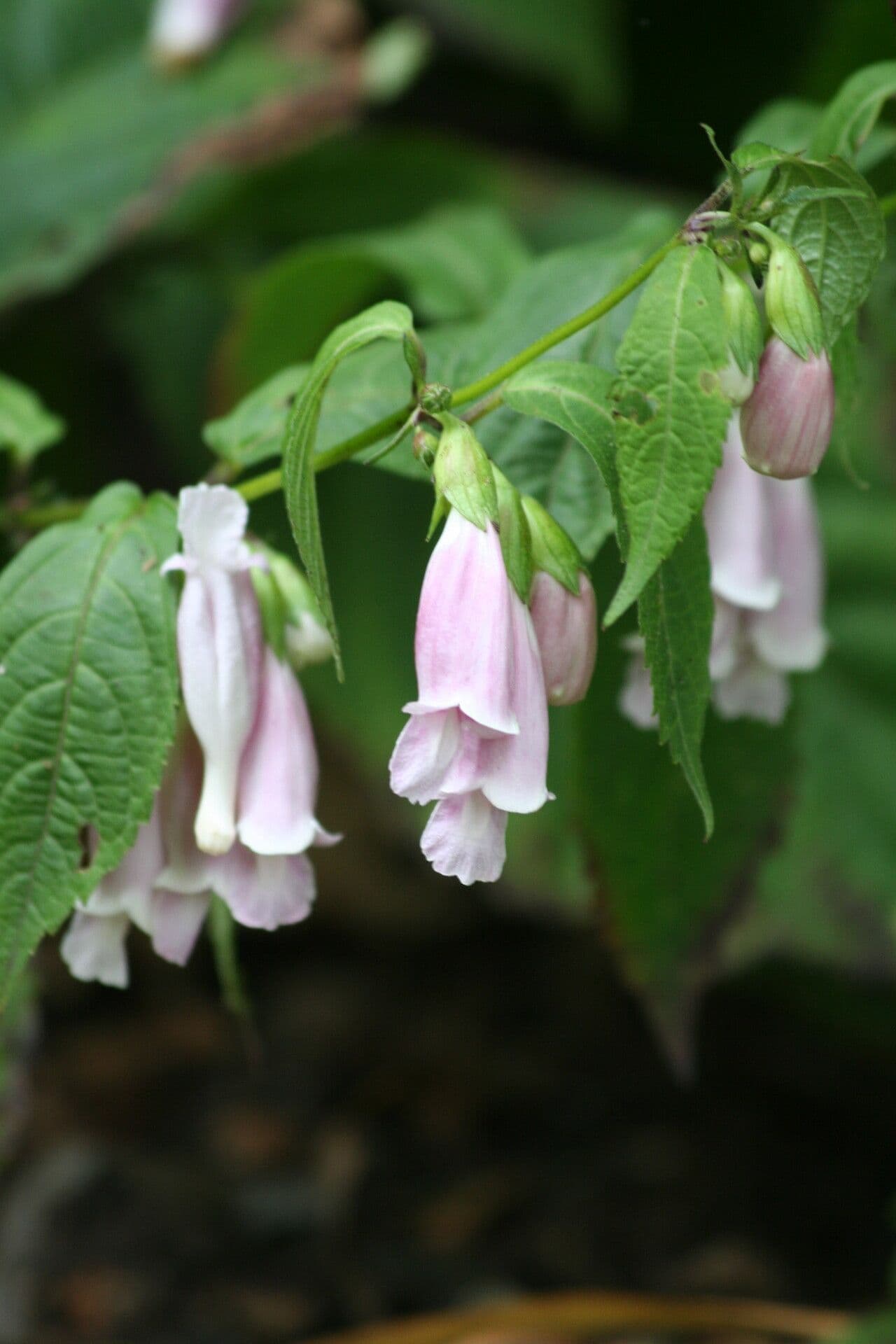 Chelonopsis
