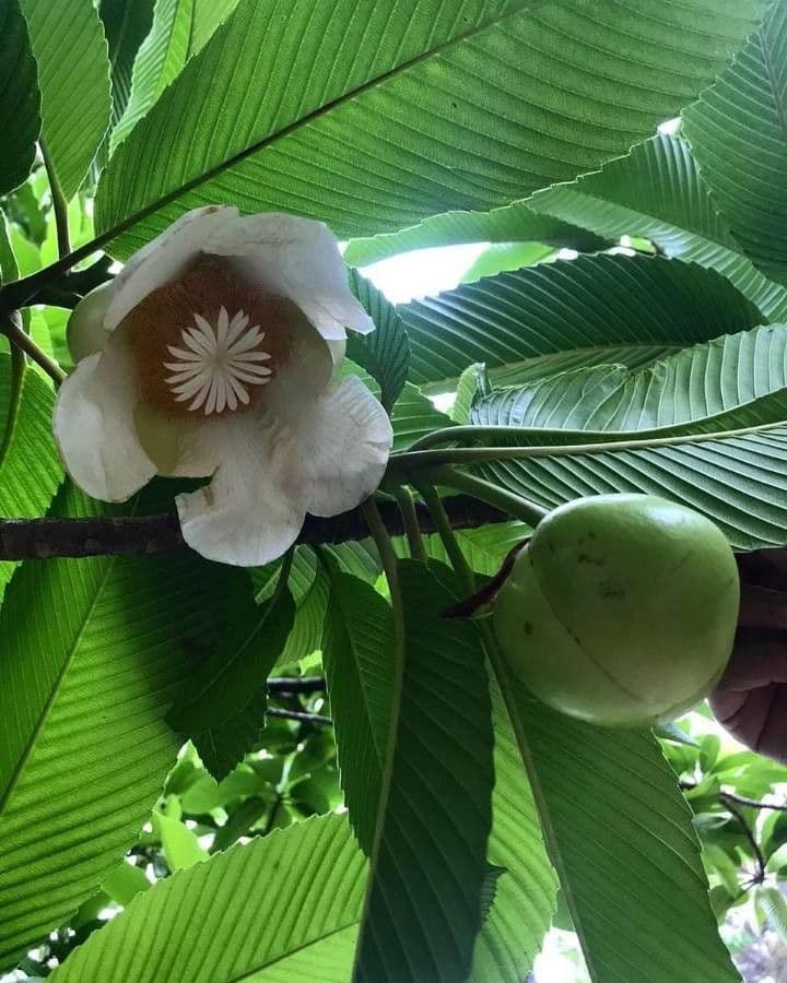 Dillenia indica 9