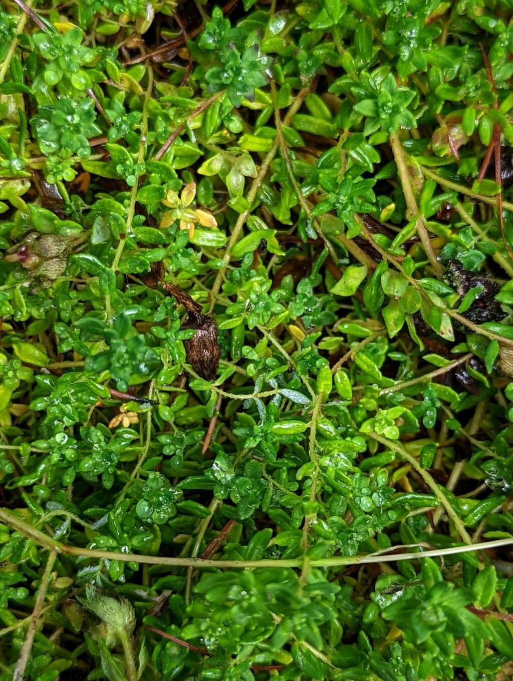 Cyananthus 12
