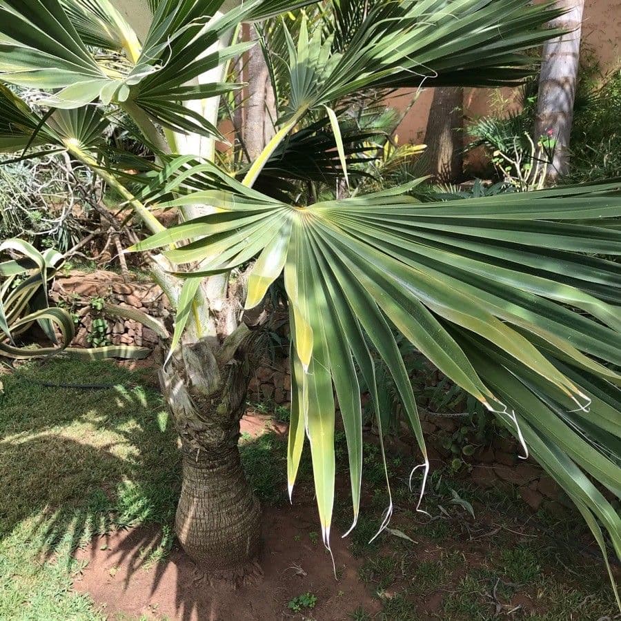 Pritchardia 6