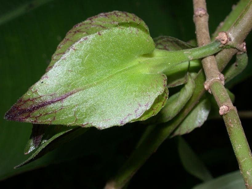 Drymonia seghettata 15