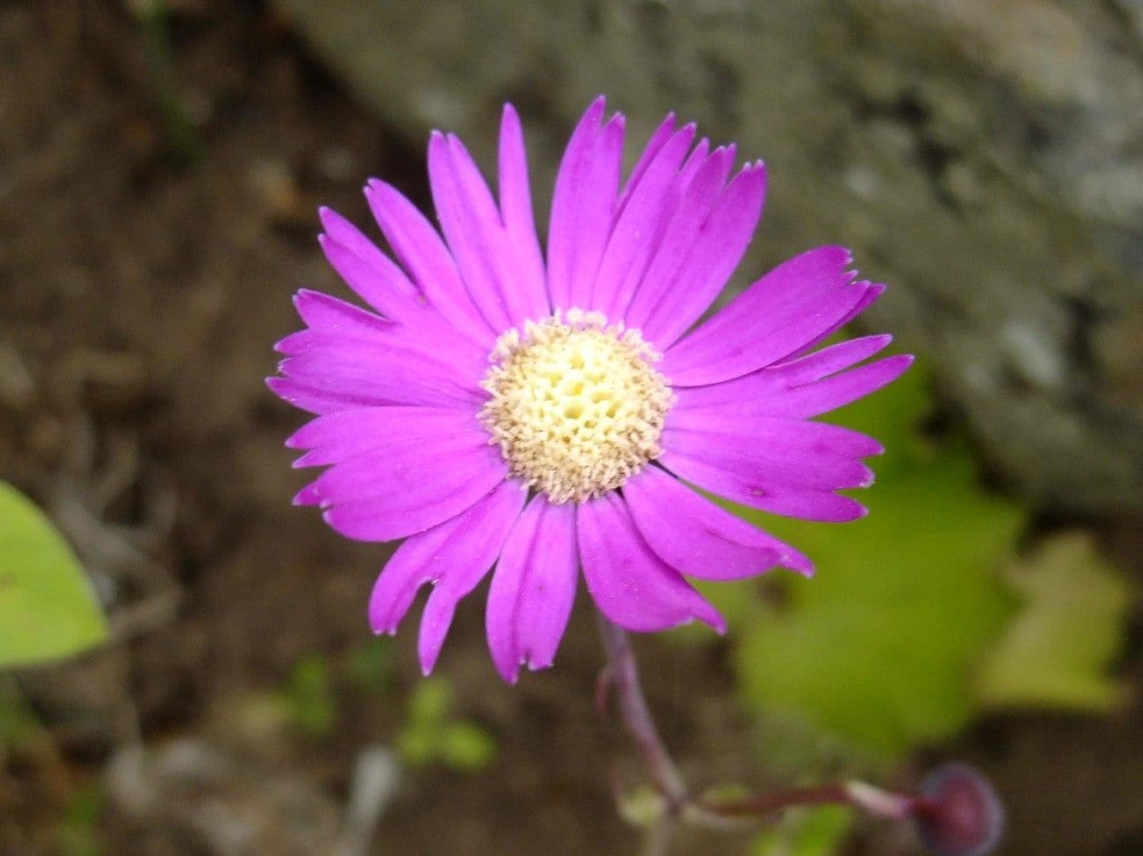 Pericallis 2