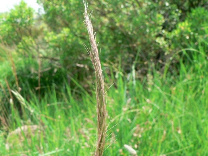 Grannenhafer 8