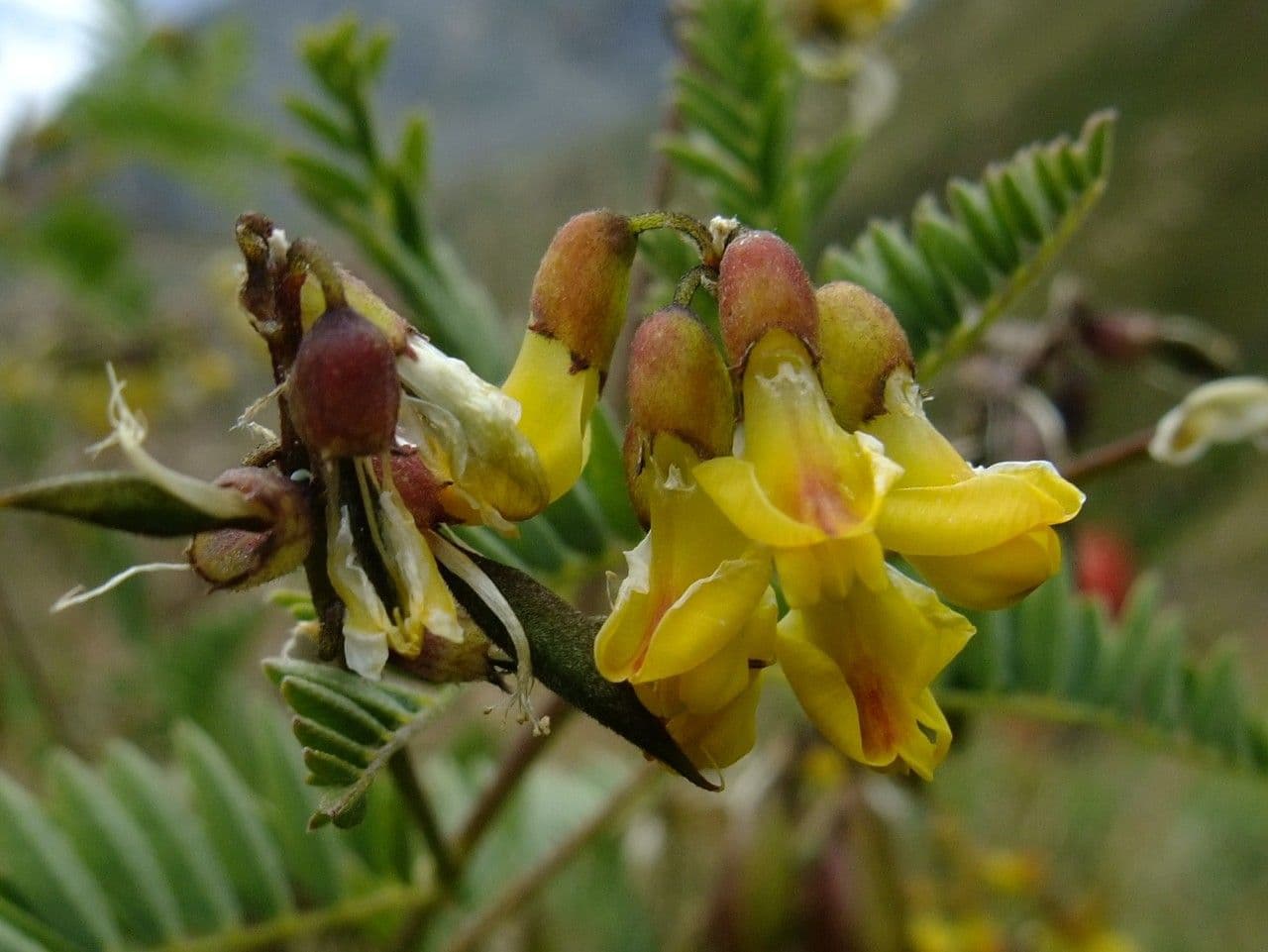 Astragalus penduliflorus 6