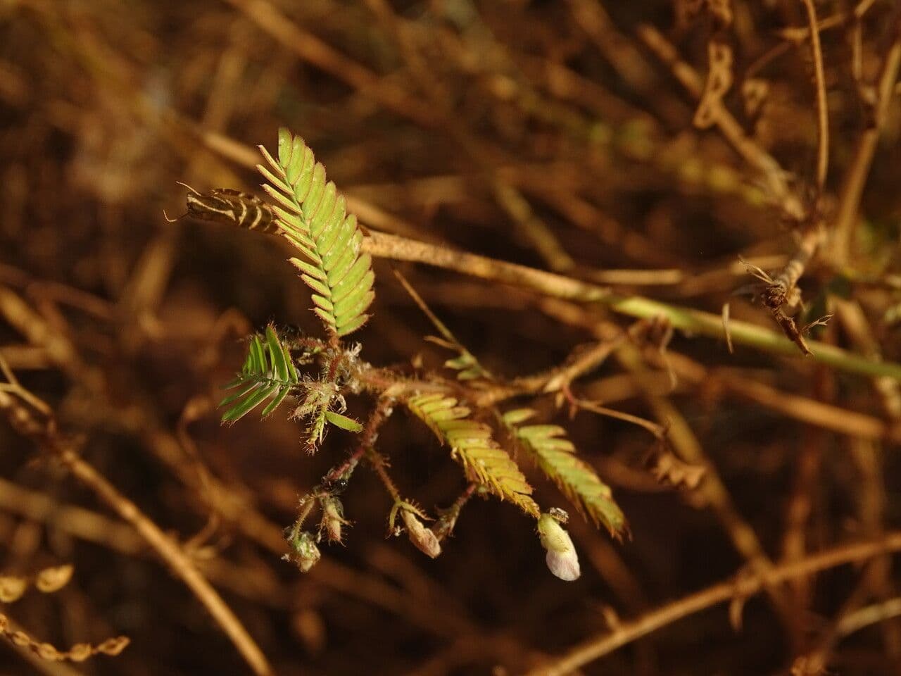 Aeschynomene indická 10
