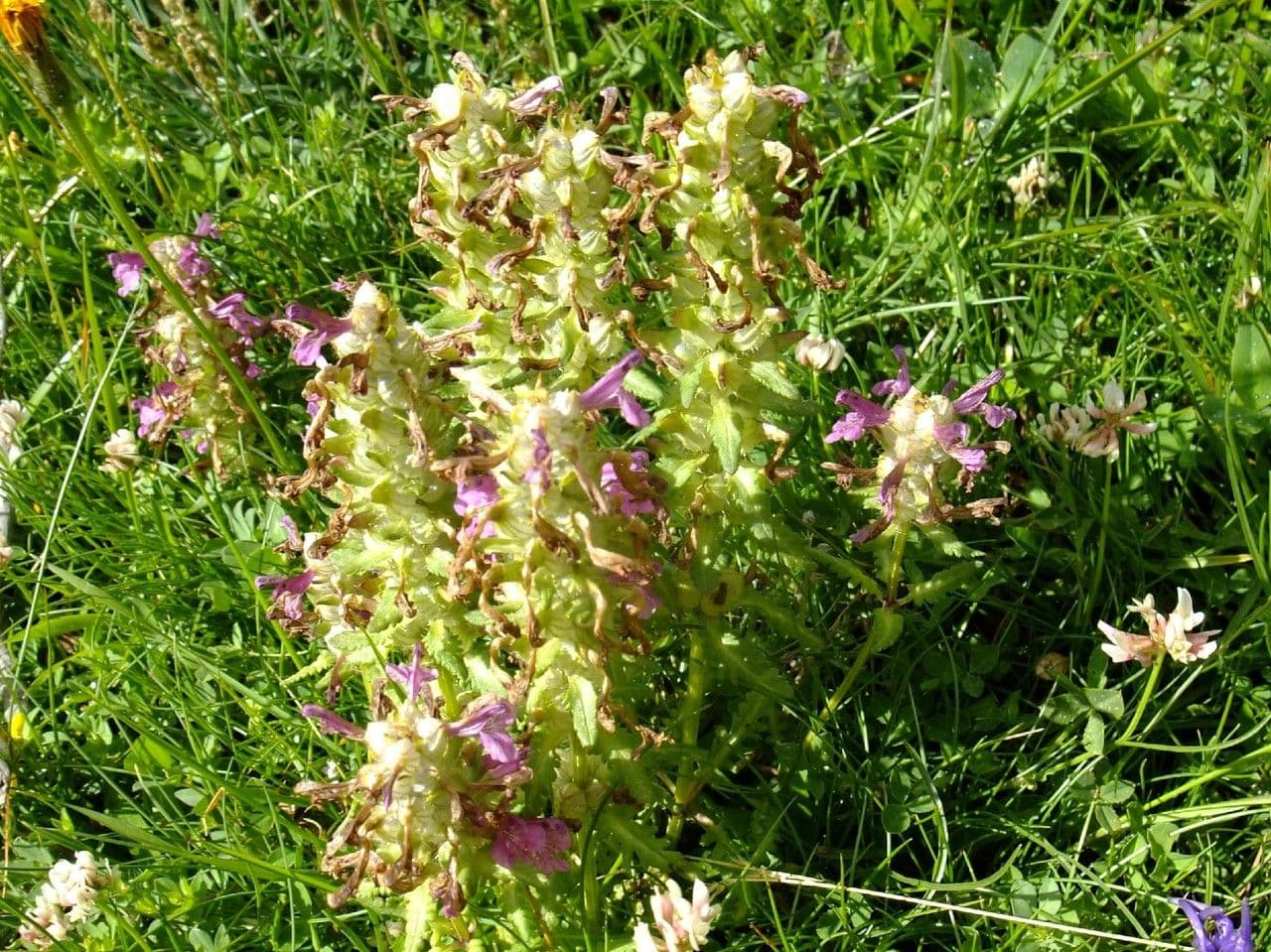 Pedicularis rostratospicata 7