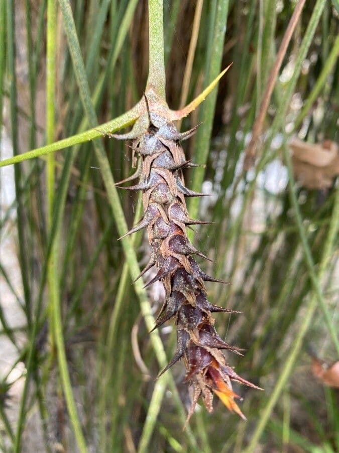 Acanthostachys