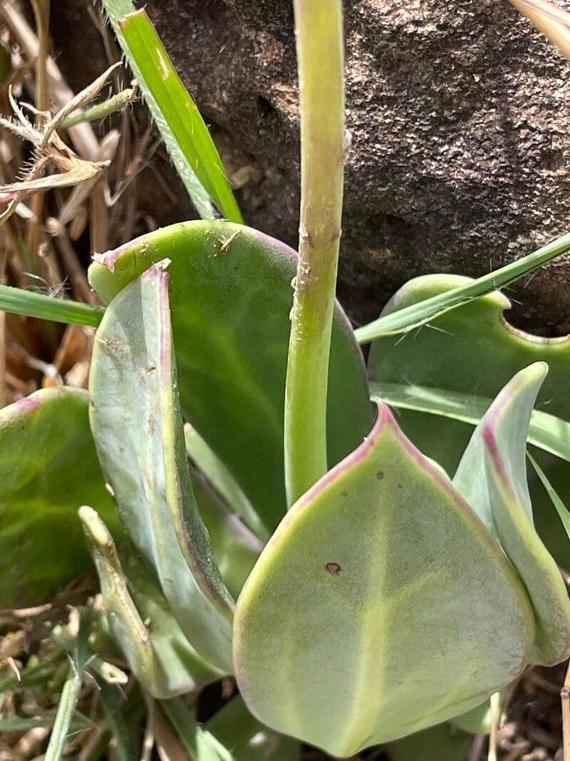 Kleinia abissina 10