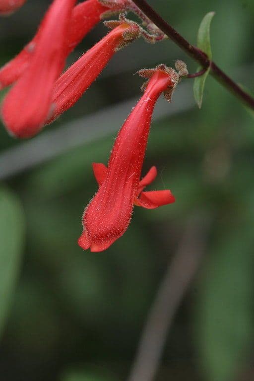 Bartblume