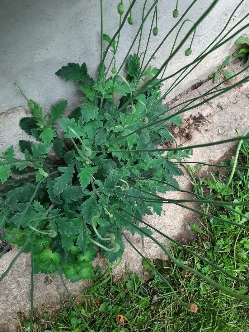 Atlantischer Mohn 9