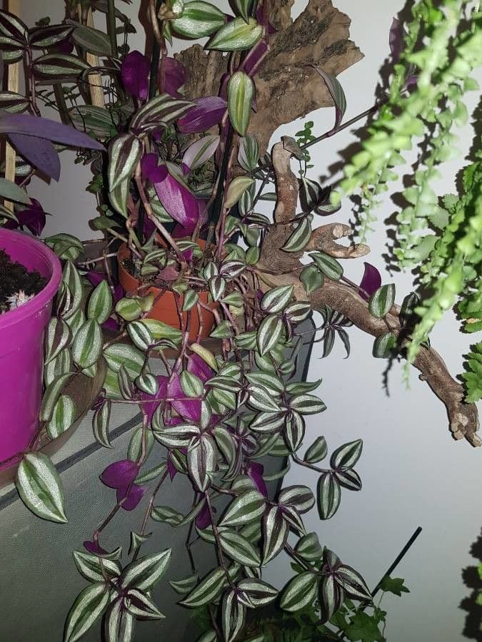 Tradescantia 11