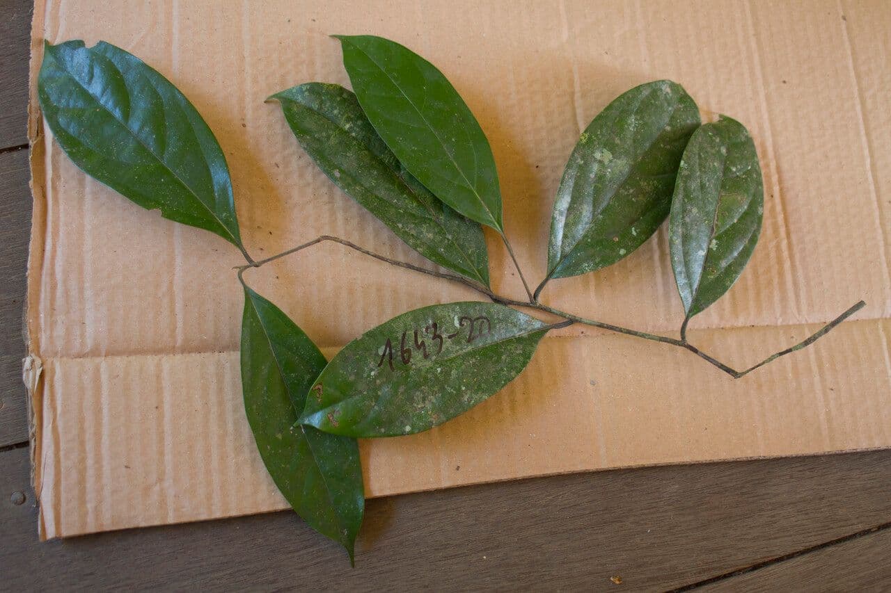 Ocotea 4