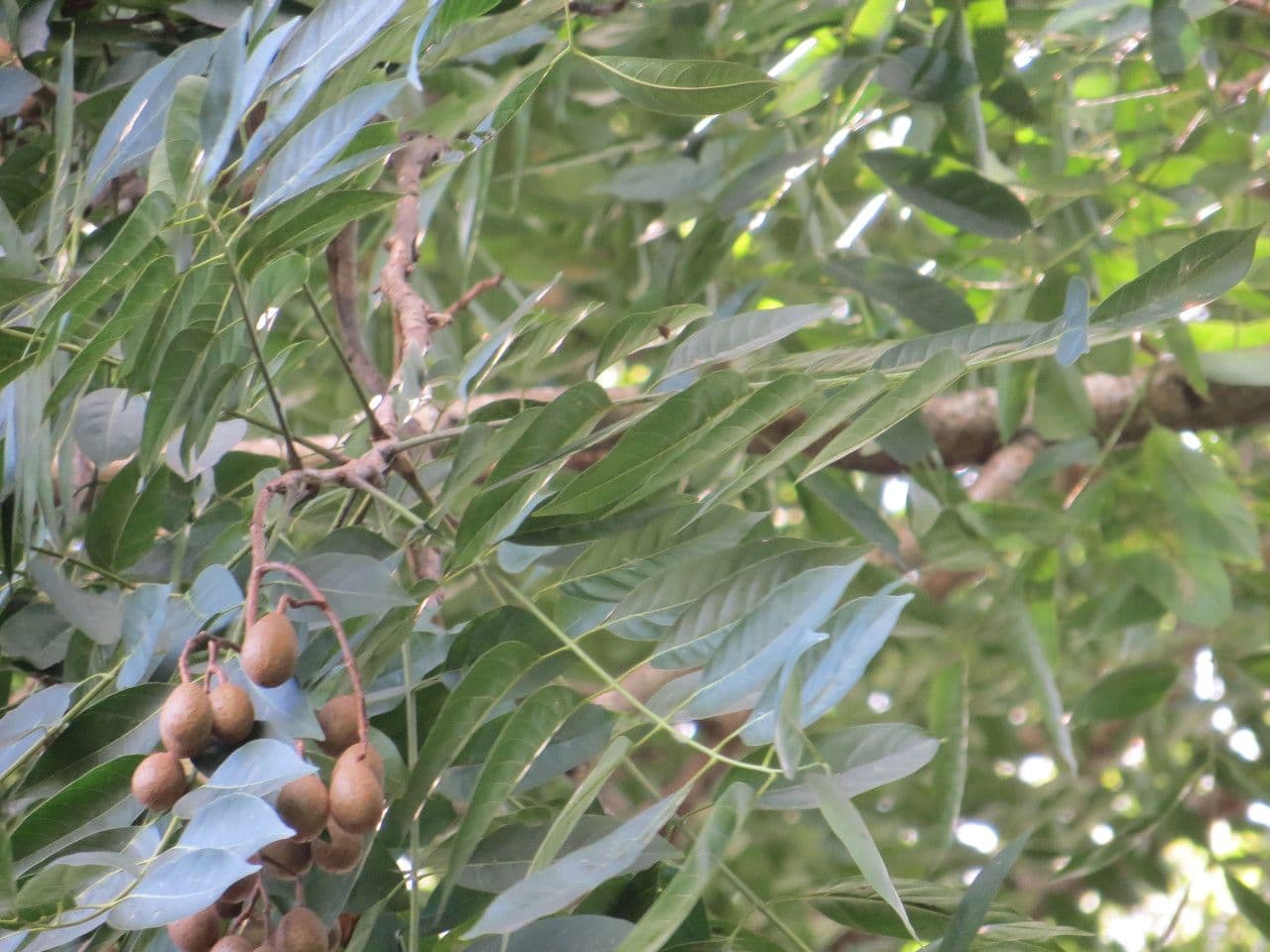 Longan 11