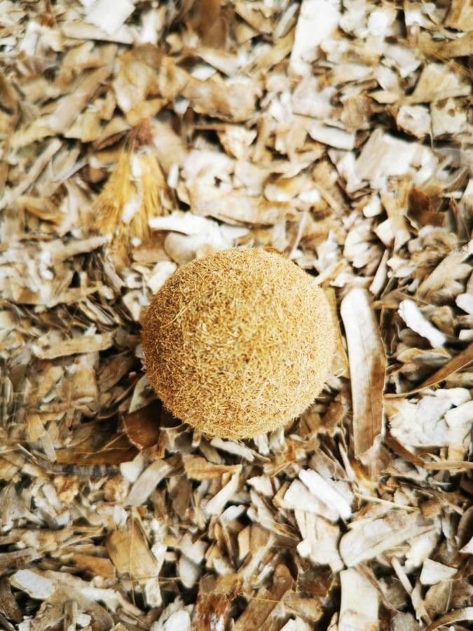 Posidonie mořská 2