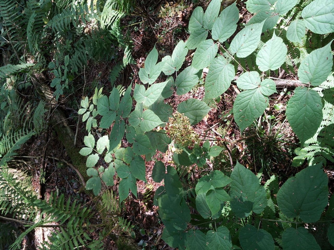 Araria racemosa 11