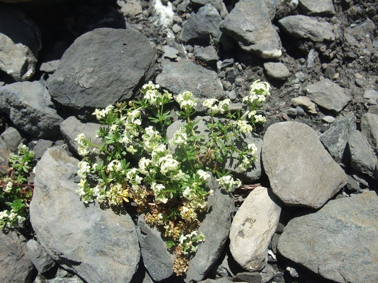 Großsamiges Galium 10