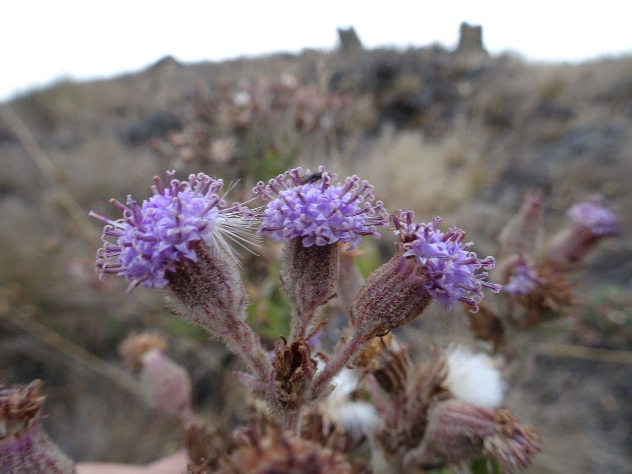 Senecione