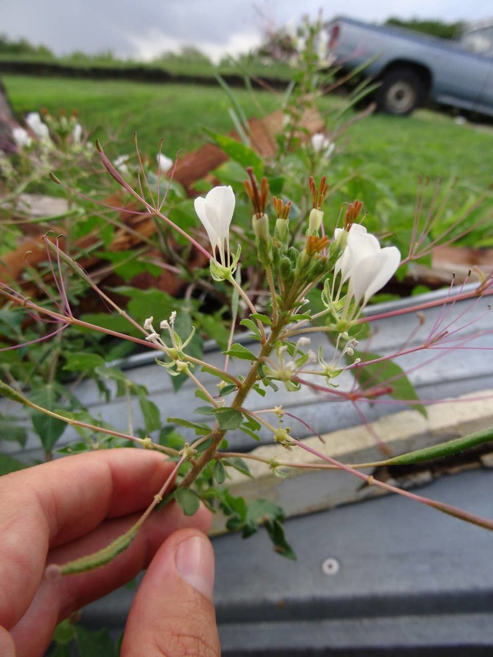 Cleome 28