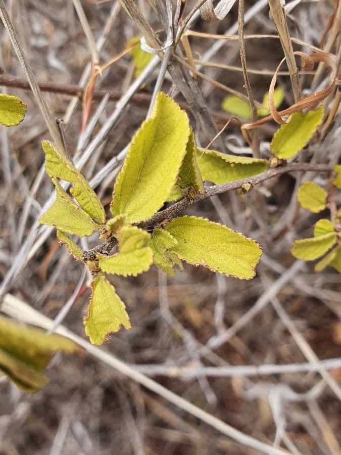 Grewia 16