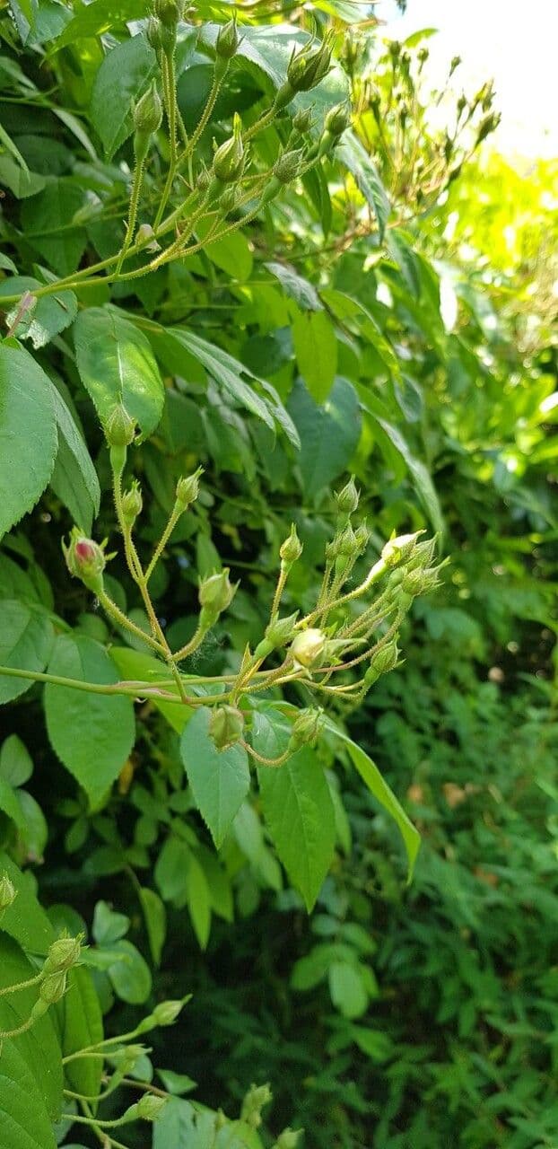 Rosa multiflora 26
