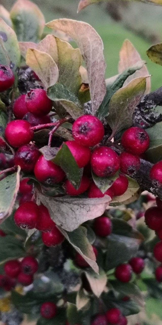Cotoneaster 2