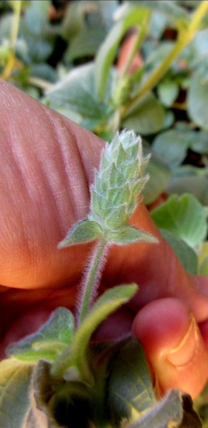 Nelsonia canescens 5
