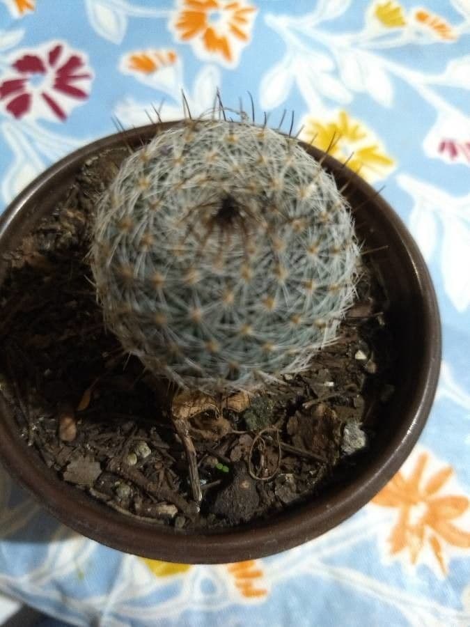 Mammillaria 4