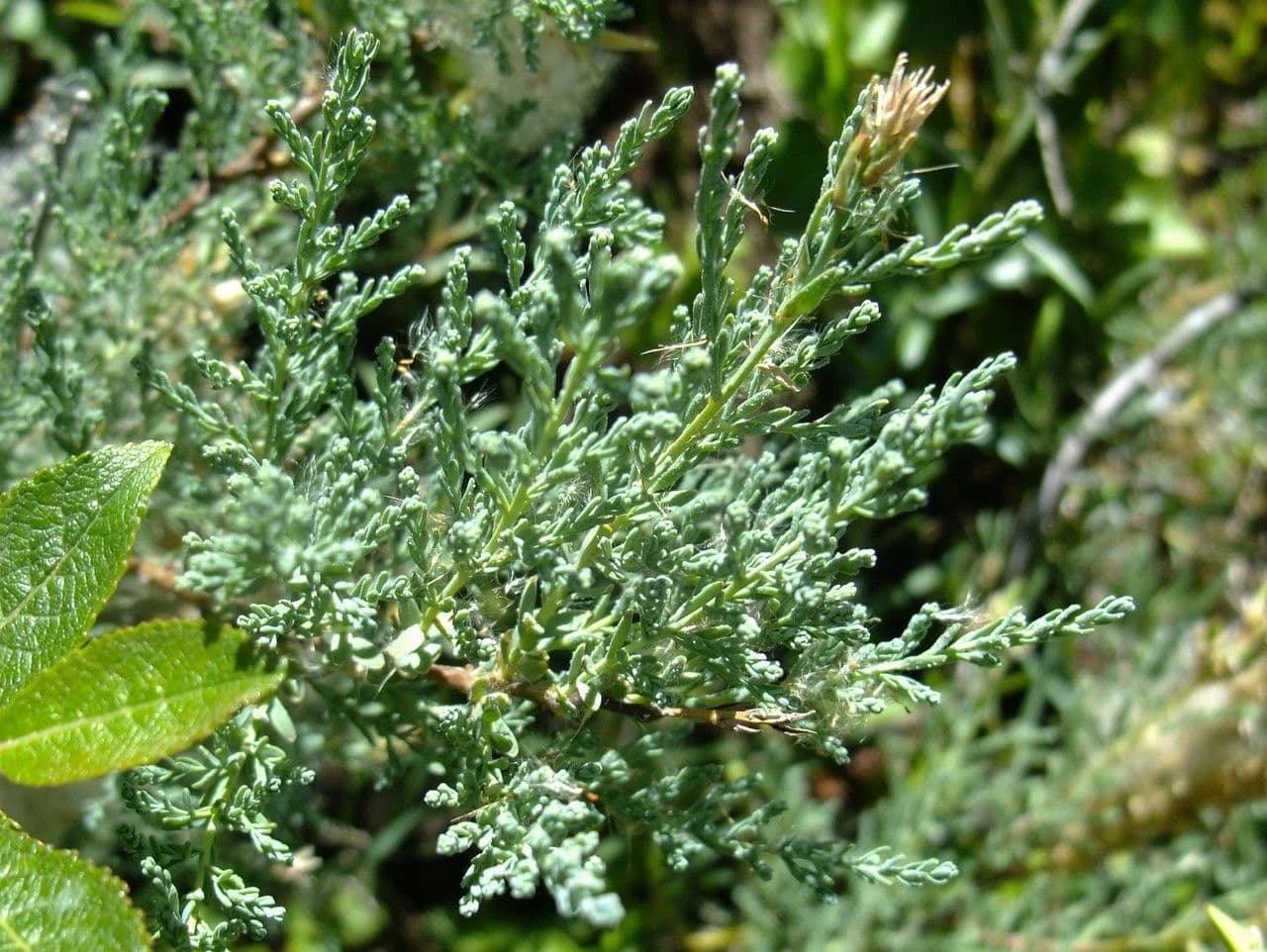 Miricaria germanica 12