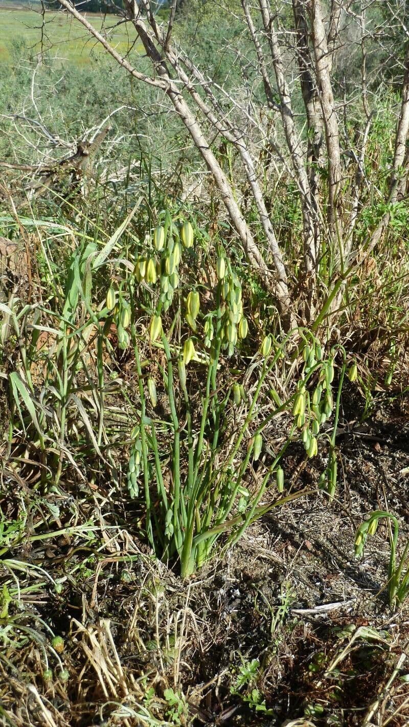 Albuca 3