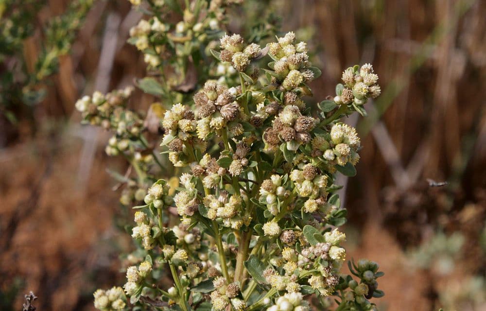 Bacharis 6
