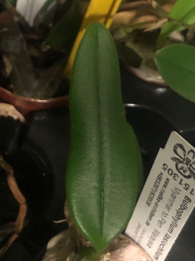 Bulbophyllum 2