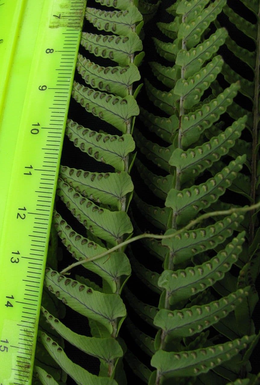 Nephrolepis ondulata