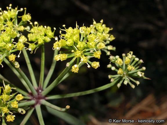 Lomatium