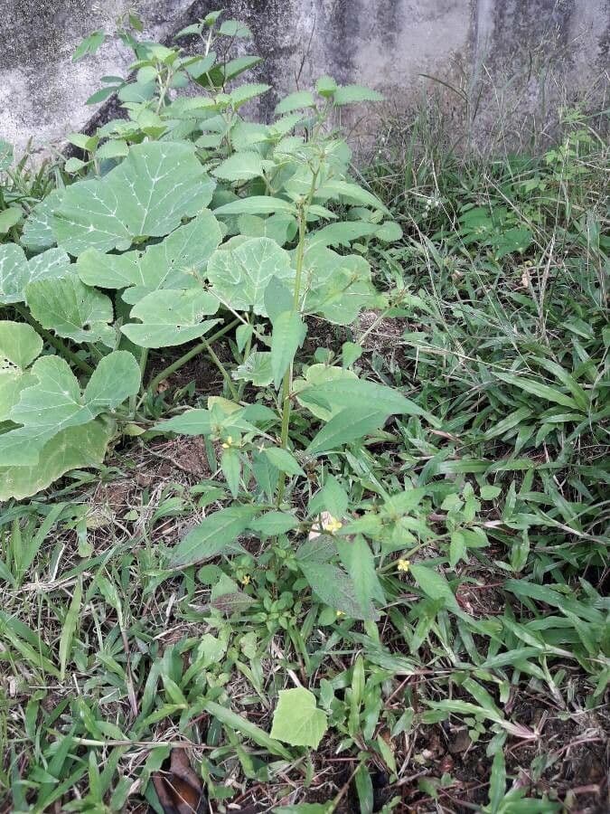 Ludwigia 9