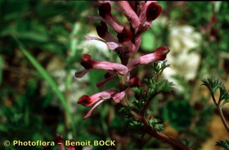 Fumaria barnolae 14