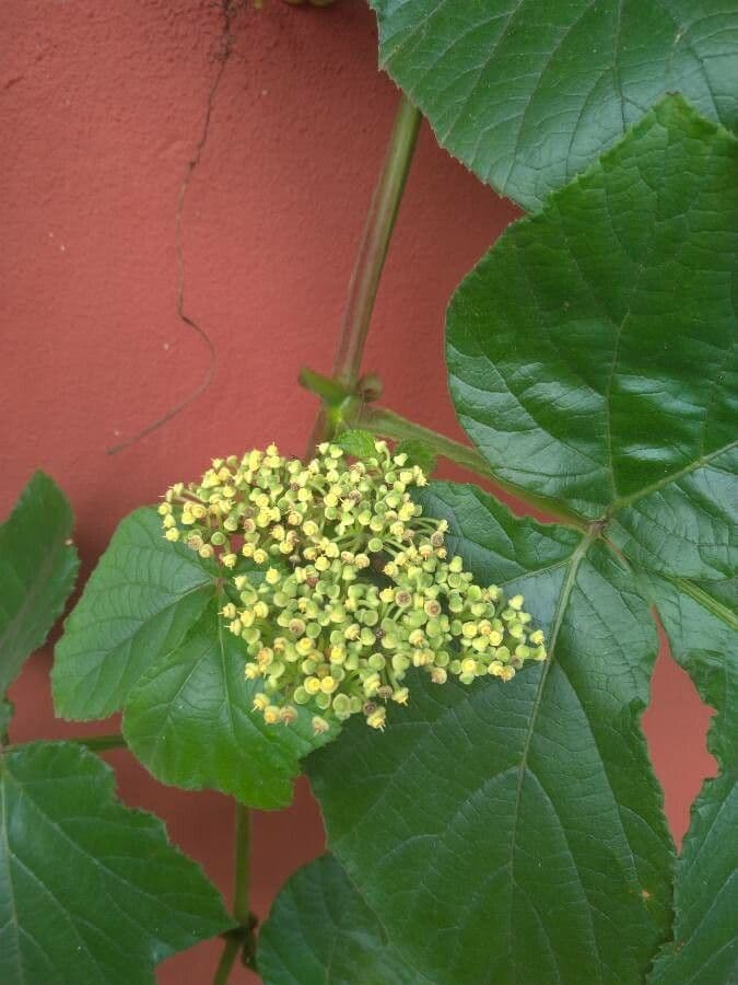 Cissus sulcicaulis 2