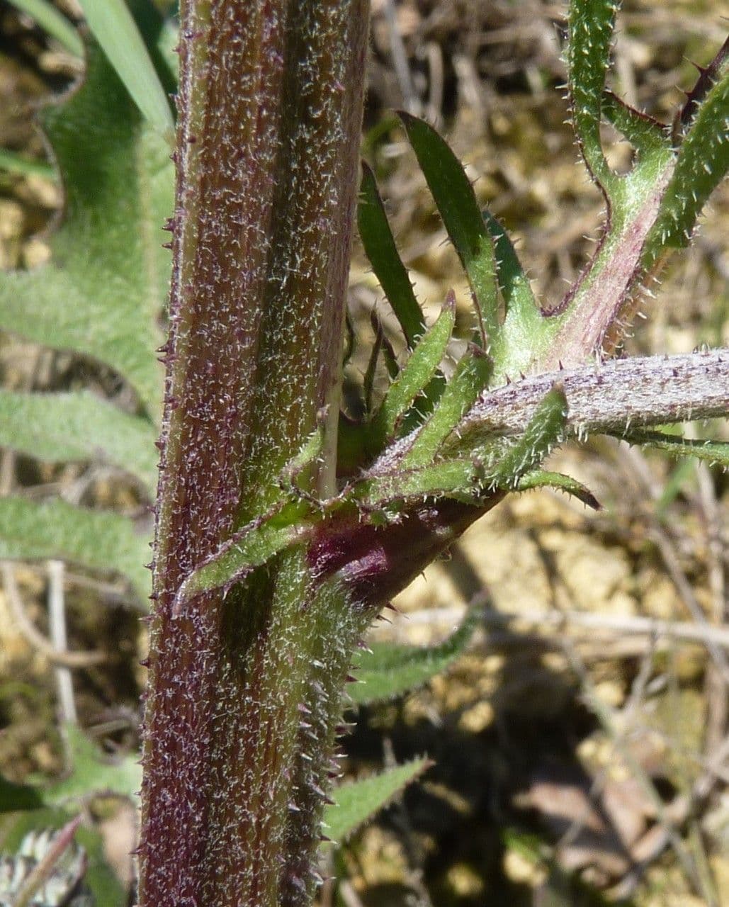Radicchiella vescicosa 30