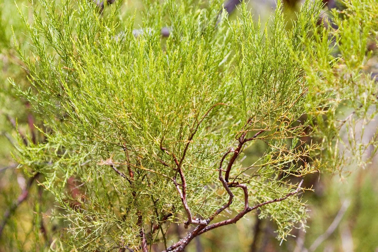 Adenostoma sparsifolium 14