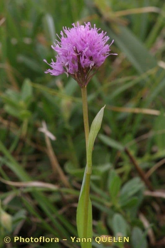 Kugelorchis 20