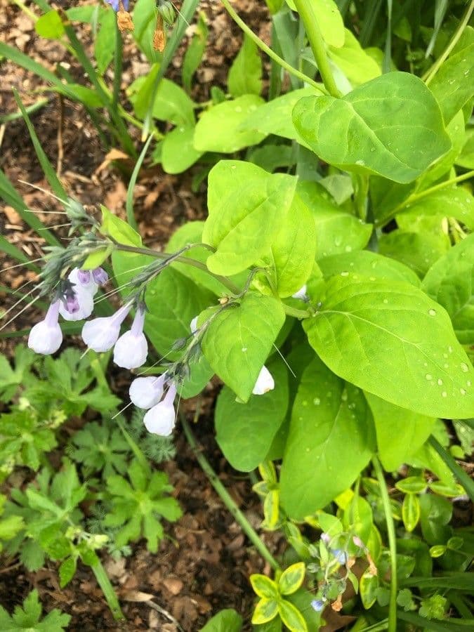 Virginisches Blauglöckchen 12