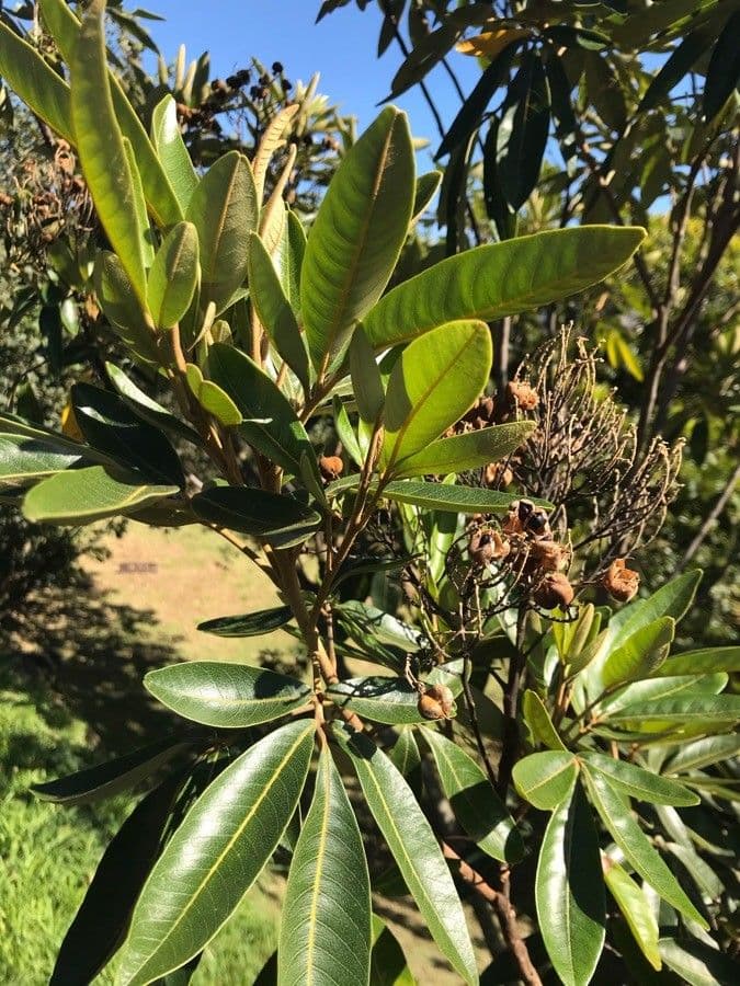 Cossinia pinnata 10
