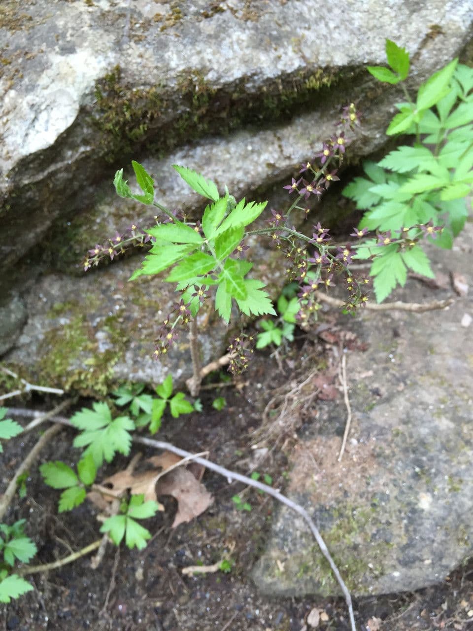 Xanthorhiza 9