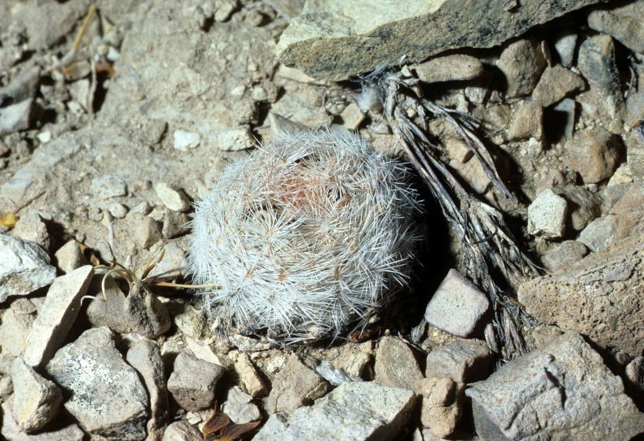 Kakteus lasiacantha 9