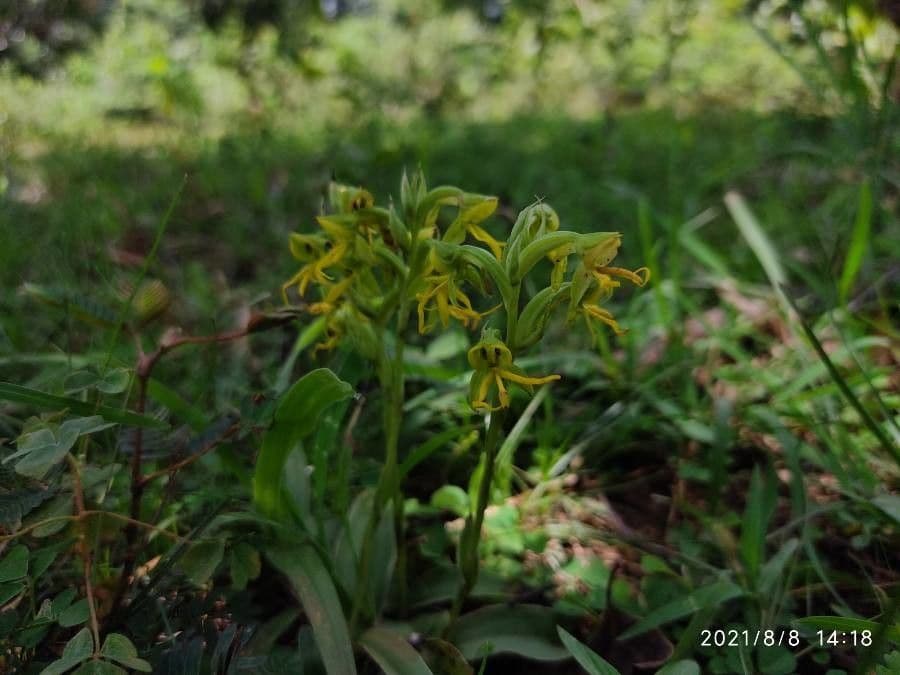 Habenaria 6