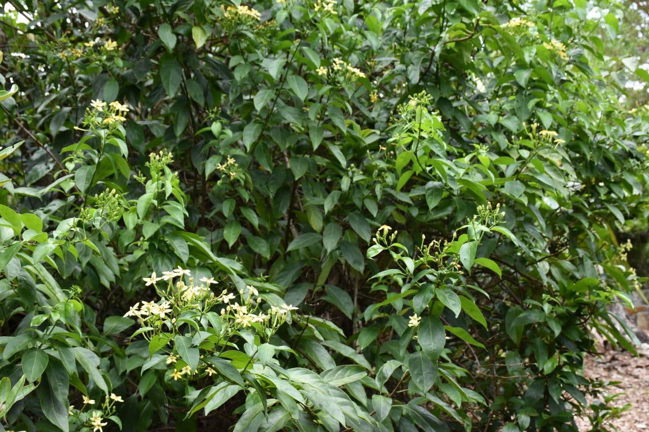 Mussaenda 15