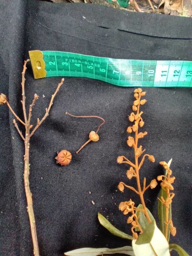 Bejaria aestuans